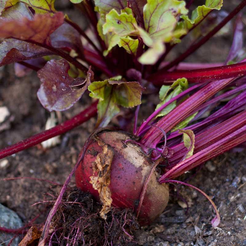 Organic Bull's Blood Beet Seeds packet from Grow Organic, showing vibrant red vegetable seeds for planting.