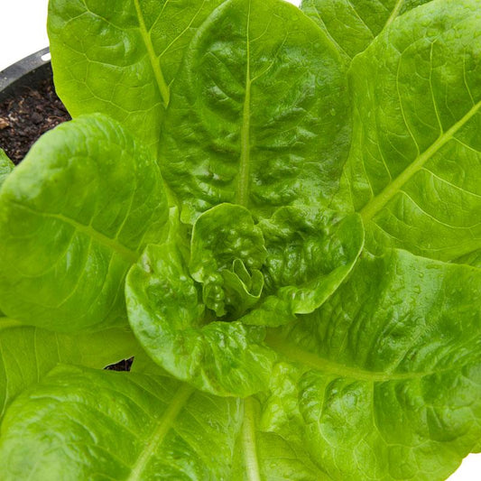 Organic Buttercrunch Lettuce Seeds from Grow Organic, packaged vegetable seeds for growing crisp, fresh lettuce at home.