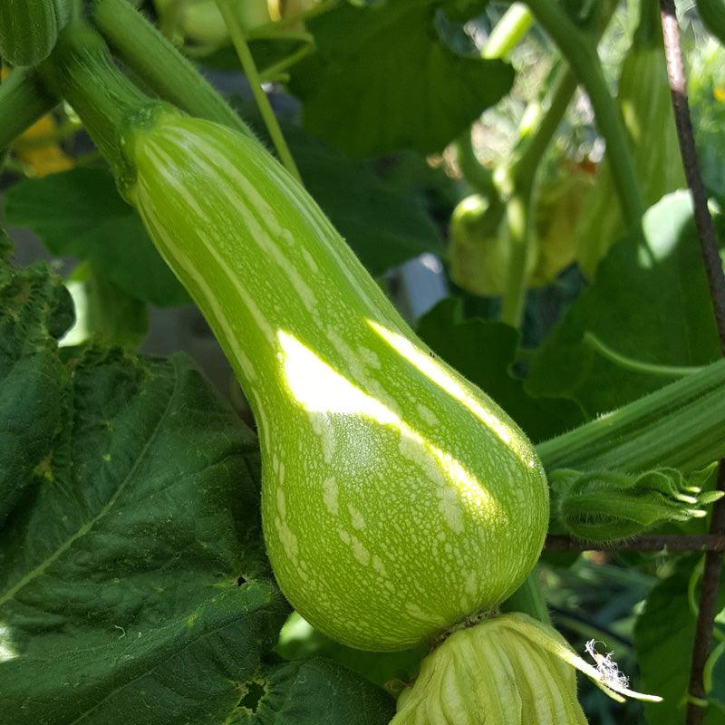 Organic Butternut Winter Squash Seeds from Grow Organic, packaged vegetable seeds for home gardening.