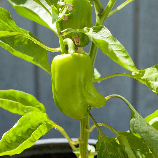 Organic Cal Wonder sweet pepper seeds by Grow Organic in a packaged vegetable seed packet showing colorful pepper illustrations.