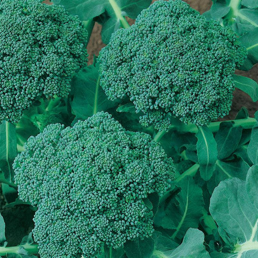 Organic Calabrese broccoli seeds from Grow Organic in a packet, ideal for vegetable gardening and homegrown broccoli cultivation.