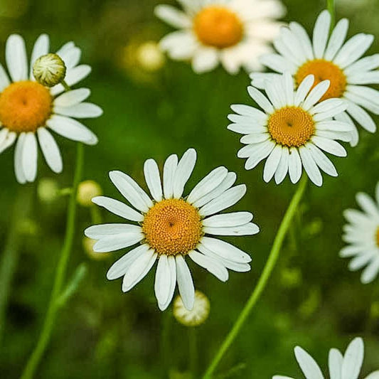 Organic chamomile seeds from Grow Organic, vegetable seeds pack showing small seeds in a clear packet.
