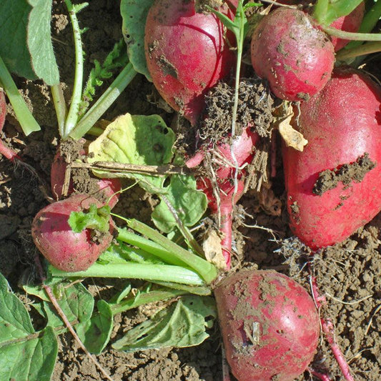Organic Cherry Belle Radish Seeds from Grow Organic, small vegetable seed packet showing colorful radish seed packaging.