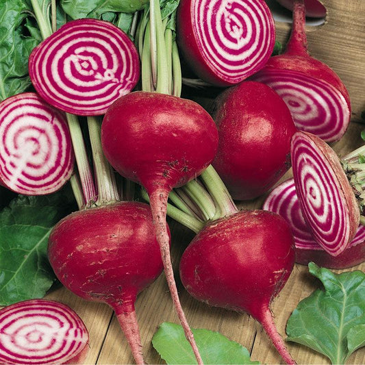 Organic Chioggia Beet seeds from Grow Organic, packaged vegetable seeds for planting vibrant, sweet Chioggia beets in your garden.