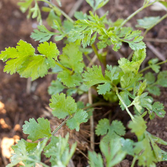 Organic cilantro seeds from Grow Organic, vegetable seeds pack with small green seed packets on a white background.