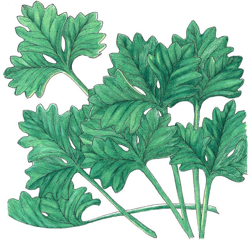 Organic cilantro seeds in a Grow Organic vegetable seeds pack, ready for planting in your garden.