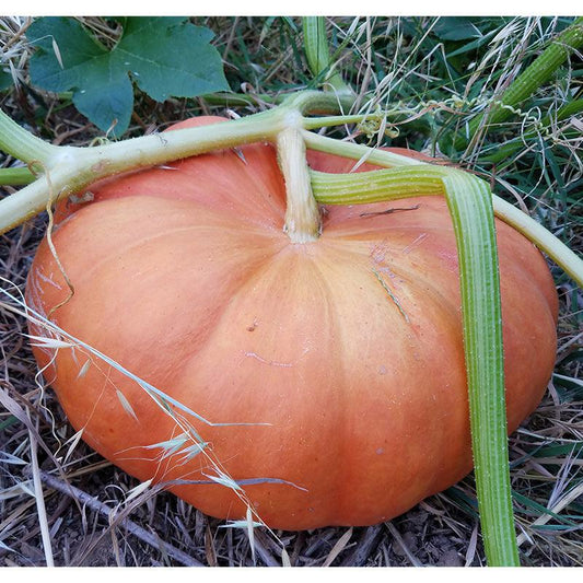Organic Cinderella pumpkin seeds from Grow Organic, fresh vegetable seeds pack showing vibrant seed images.