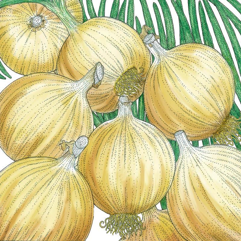 Organic Cortland Onion Seeds from Grow Organic, vegetable seed pack for planting onions in your garden.