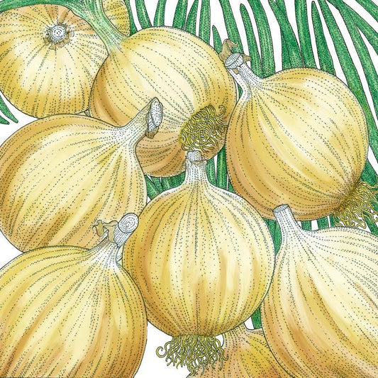 Organic Cortland Onion Seeds from Grow Organic, vegetable seed pack for planting onions in your garden.