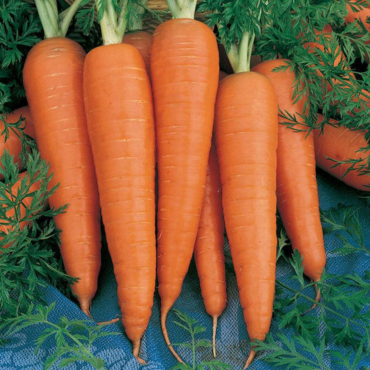 Organic Danvers carrot seeds from Grow Organic in a seed packet for planting vegetables.