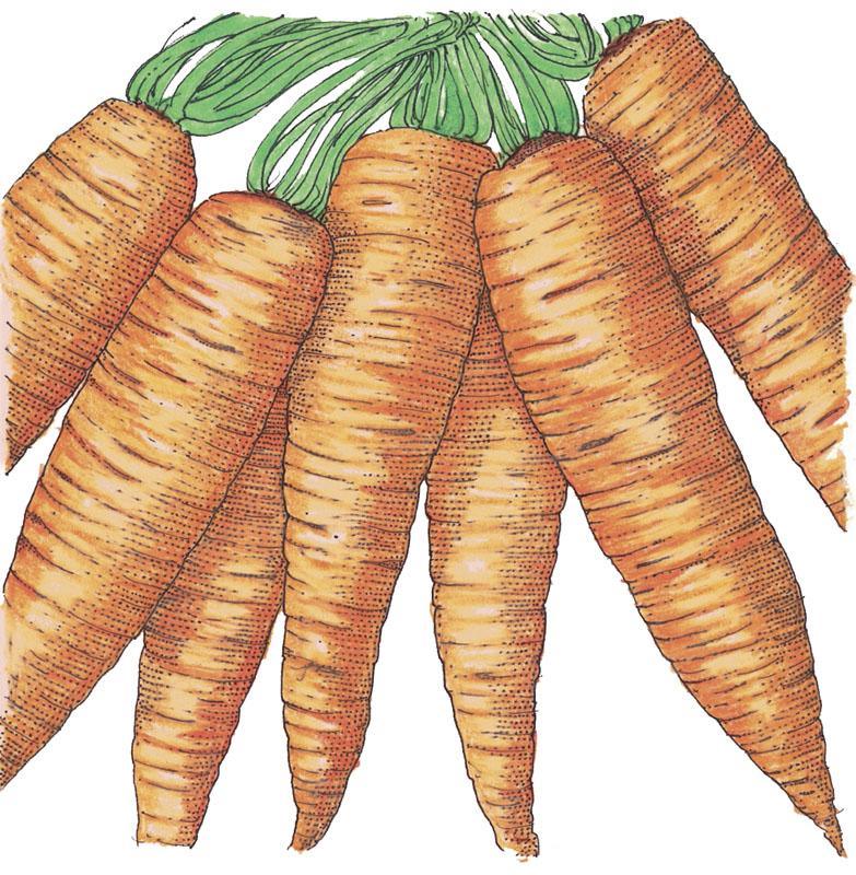 Organic Danvers Carrot Seeds from Grow Organic, packaged vegetable seeds for growing healthy, sweet carrots in your garden.