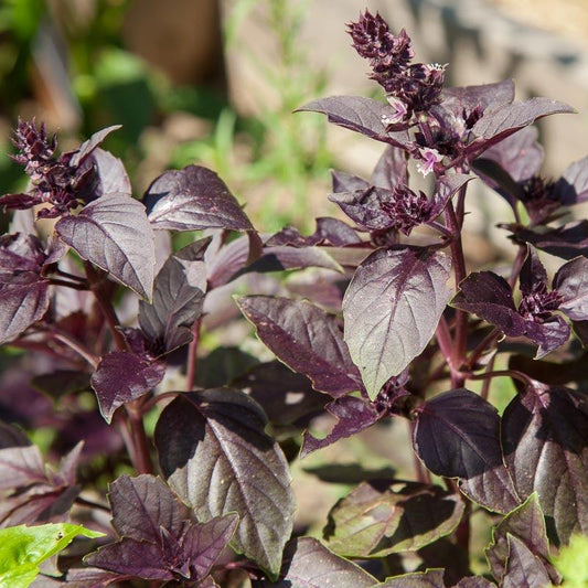 Organic Dark Purple Opal Basil Seeds from Grow Organic, vegetable seeds pack showing dark purple basil plant seedlings.