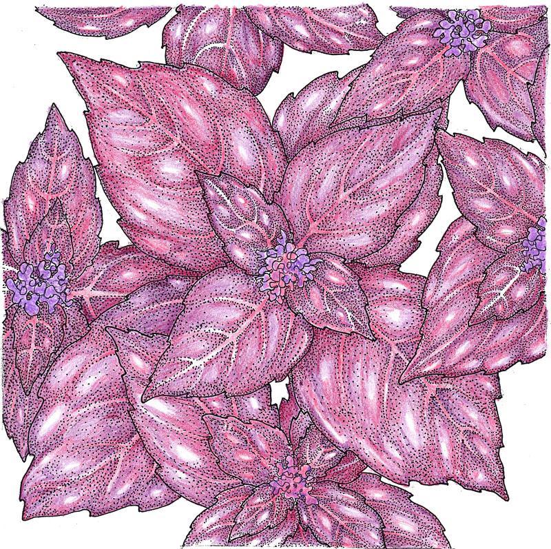 Dark Purple Opal Basil Seeds (Organic) - Blessings Grow Meadows