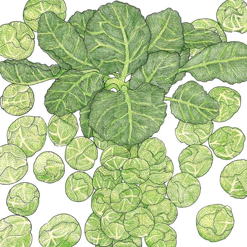 Organic Darkmar 21 Brussels Sprouts seeds pack from Grow Organic, showing a colorful seed packet with sprouts illustration