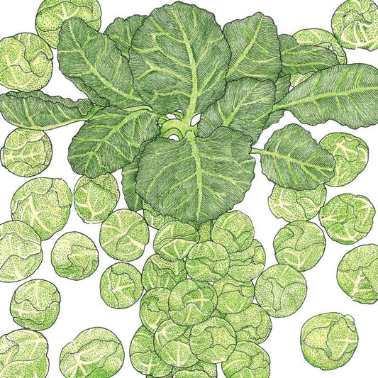 Organic Darkmar 21 Brussels Sprouts seeds pack from Grow Organic, showing a colorful seed packet with sprouts illustration