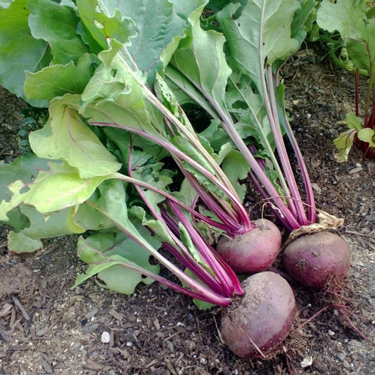 Organic Detroit Dark Red Beet Seeds by Grow Organic in a seed packet for vegetable gardening.