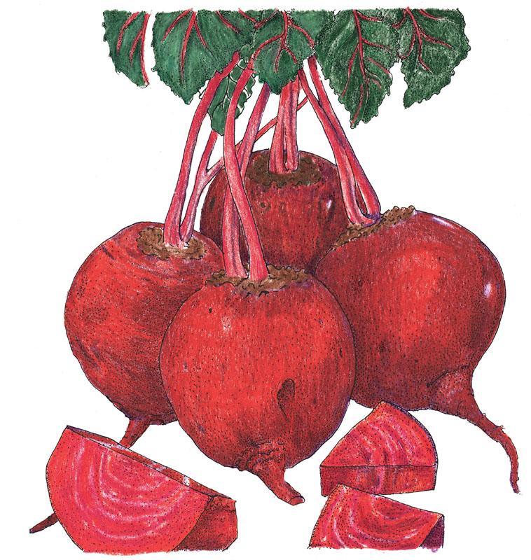 Organic Detroit Dark Red Beet Seeds from Grow Organic, vegetable seed packet showing vibrant red beet illustrations.