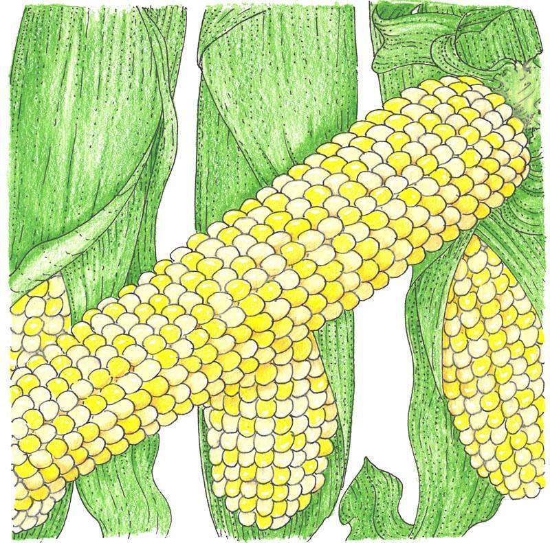 Organic Double Standard Corn Seeds from Grow Organic, showing vibrant seed packets for vegetable gardening.
