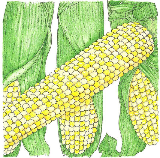 Organic Double Standard Corn Seeds from Grow Organic, showing vibrant seed packets for vegetable gardening.