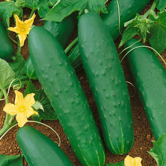 Organic Double Yield Cucumber Seeds from Grow Organic, fresh vegetable seeds in a pack for home gardening.