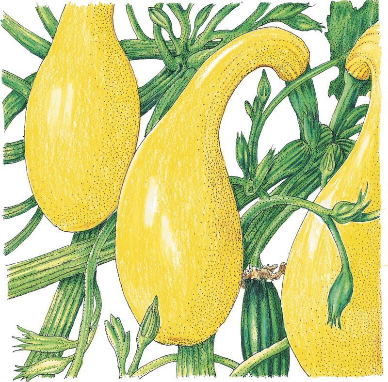 Organic Grow Organic crookneck summer squash seeds in a packet, ideal for planting vegetable garden in spring.