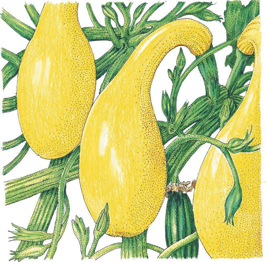 Organic Grow Organic crookneck summer squash seeds in a packet, ideal for planting vegetable garden in spring.
