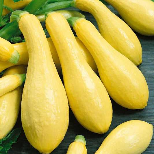 Organic Grow Organic Early Straightneck Summer Squash Seeds in a packet for planting vegetable seeds.