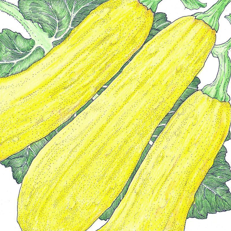 Organic Early Straightneck Summer Squash Seeds from Grow Organic, shown in a packet for vegetable gardening.