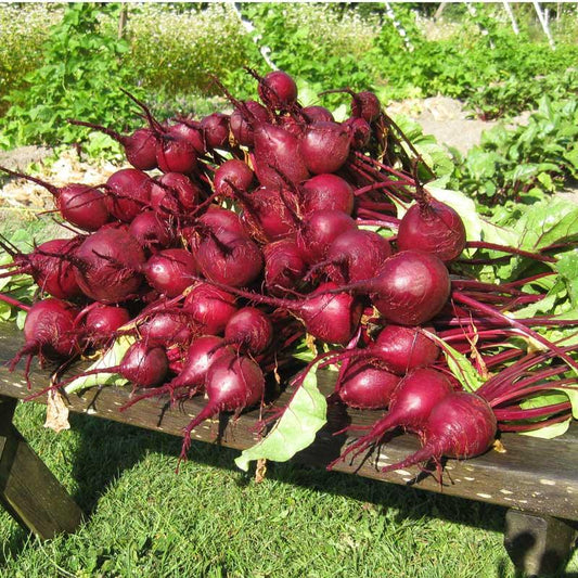 Organic Early Wonder Tall Beet Seeds from Grow Organic, packed in a vegetable seed packet, ideal for home gardening.