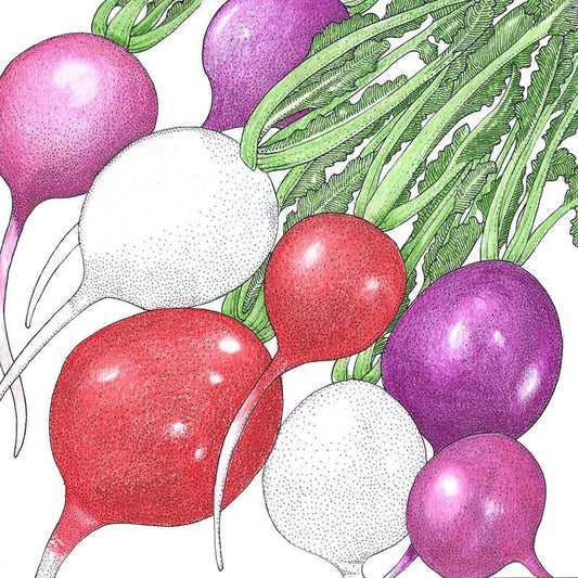 Organic Easter Egg Mix Radish Seeds by Grow Organic, vegetable seed packet showing colorful radish varieties on the front.