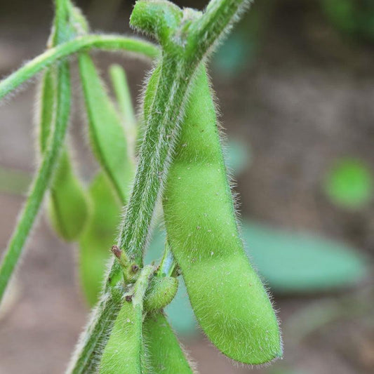 Organic Edamame soybean seeds from Grow Organic, packaged vegetable seeds for planting and growing edamame at home.
