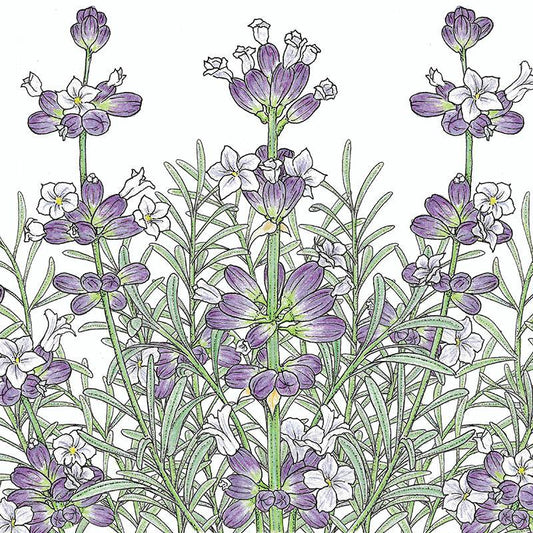 Organic English-Vera Lavender vegetable seeds from Grow Organic in a packet, ready for planting in the garden.