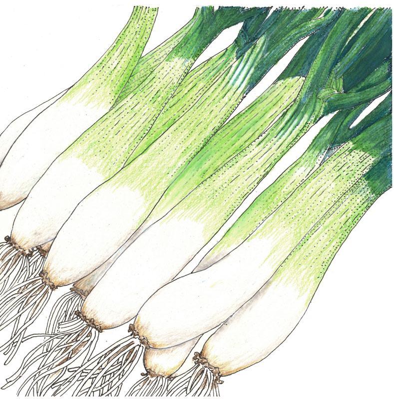Organic Evergreen Bunching Onion Seeds from Grow Organic, packaged vegetable seeds for growing fresh onions.