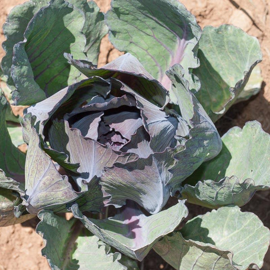Organic Grow Organic red cabbage seeds for vegetable gardening, shown in a pack with vibrant red cabbage illustration.