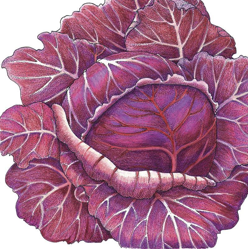 Organic Grow Organic Express Red Cabbage Seeds in a packet, ideal for growing vibrant red cabbage vegetables.