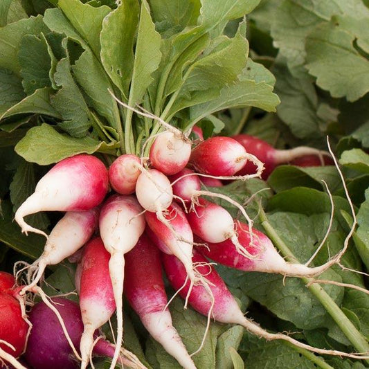 Organic French Breakfast Radish Seeds from Grow Organic, vegetable seed pack showing colorful radish seed packet.