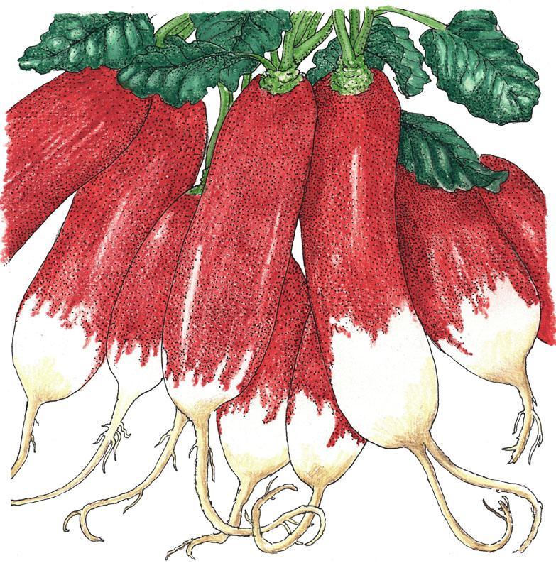 Organic French Breakfast Radish Seeds from Grow Organic, showing a pack of vegetable seeds for gardening.