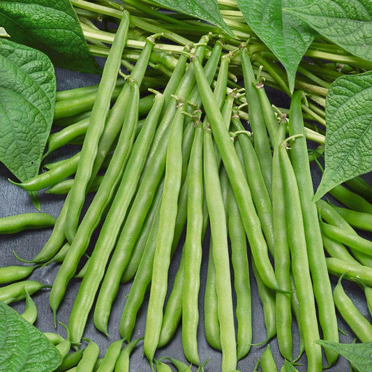 Organic French Garden Bean Seeds from Grow Organic, showing a pack of vegetable seeds for planting in gardens.