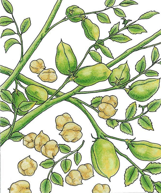 Organic Garbanzo Golden Dragon Bush Bean Seeds from Grow Organic, fresh vegetable seed packet for gardening.