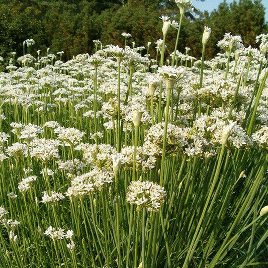 Organic garlic chives vegetable seeds pack from Grow Organic, featuring fresh garlic chives seeds for planting.
