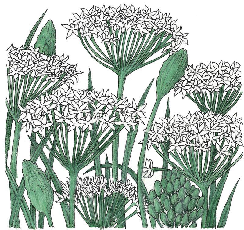 Organic garlic chives seeds from Grow Organic, vegetable seed pack showing green chives and seed packet for gardening.