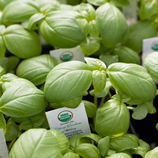 Organic Genovese Basil vegetable seeds pack from Grow Organic with fresh green basil leaves and seed packets displayed.