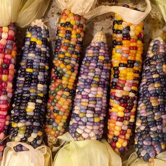 Organic Glass Gem Corn seeds from Grow Organic, vibrant colorful kernels on fresh vegetable seed pack.