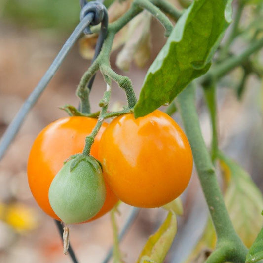 Organic Gold Nugget Tomato Seeds from Grow Organic, small yellow vegetable seeds for home gardening.