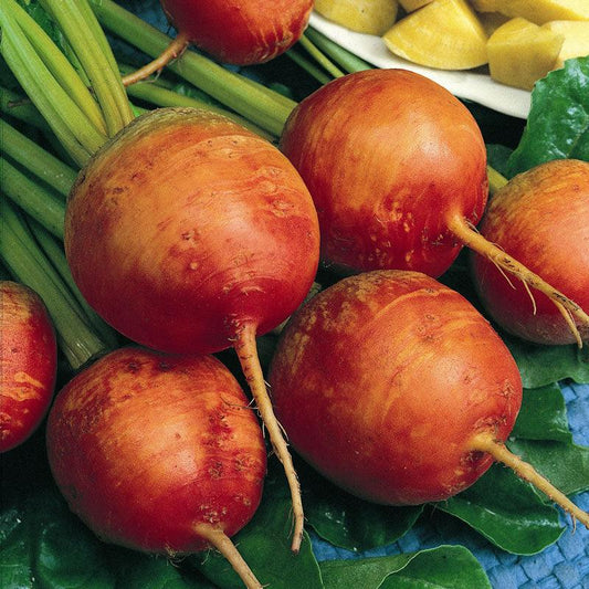 Organic Golden Detroit Beet Seeds by Grow Organic, showing a pack of vegetable seeds with golden beets illustration.