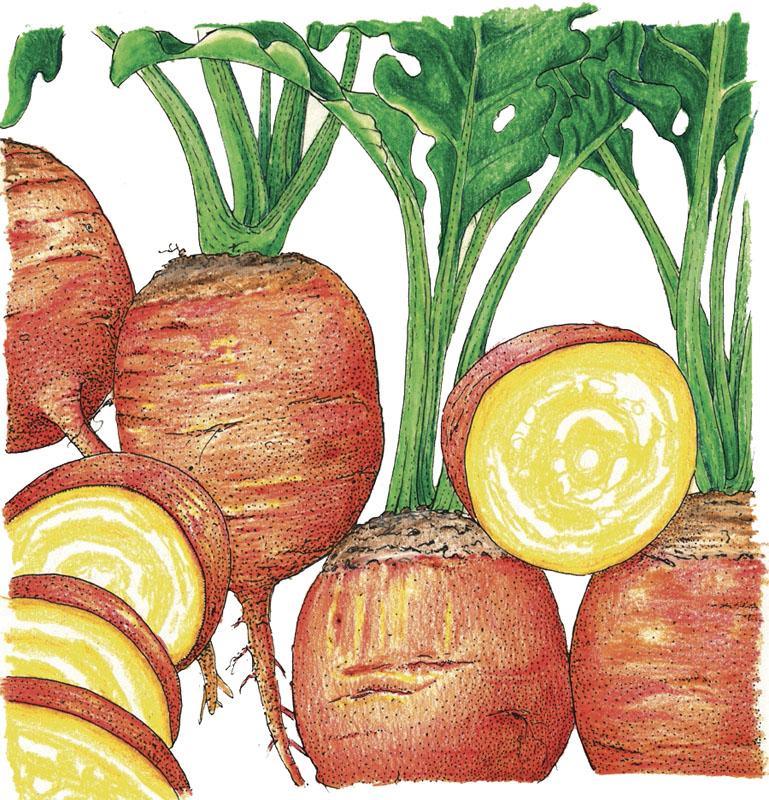 Organic Golden Detroit Beet Seeds from Grow Organic, showcasing vibrant yellow beet seeds in a packet.