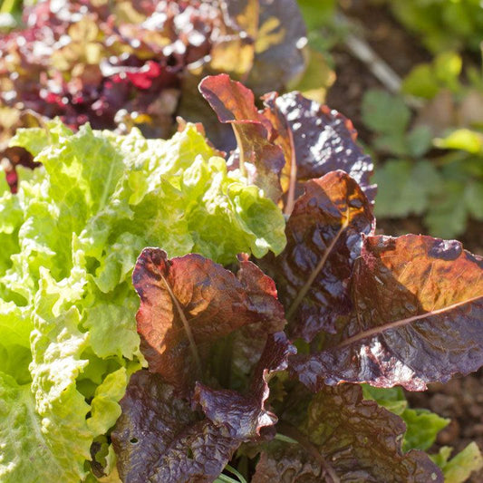 Organic Gourmet Mix Lettuce Seeds from Grow Organic, vegetable seed packet with colorful lettuce varieties for home gardening.