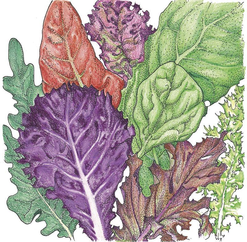 Organic Gourmet Mix Lettuce Seeds from Grow Organic, vegetable seed packet showing colorful lettuce varieties.