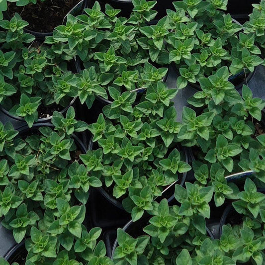 Organic Greek Oregano Seeds from Grow Organic, vegetable seeds pack showing fresh oregano seed variety.