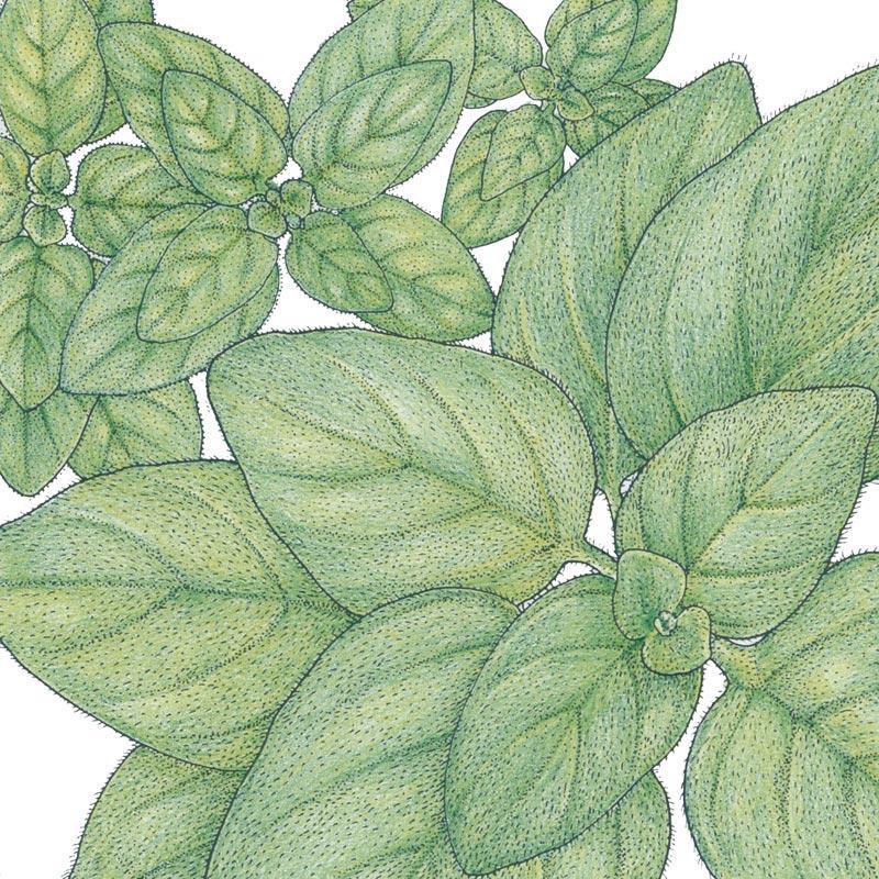 Greek Oregano Seeds (Organic) - Blessings Grow Meadows